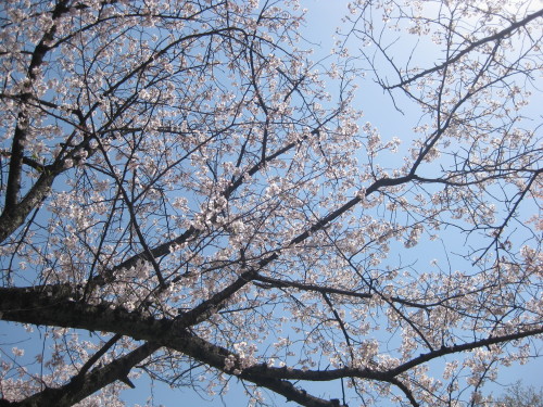 桜＠運動公園