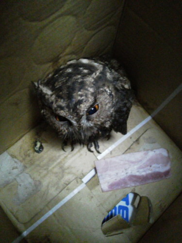 ミミズク（ダンボールの中）ちょいアップ