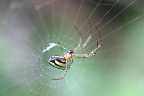 20160507 シロカネグモ.jpg