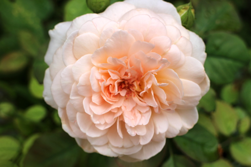 エブリン バラと可愛い花たち 楽天ブログ