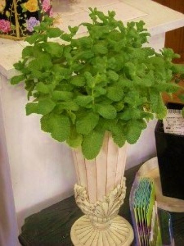 DSCN1355 (300x225).jpg