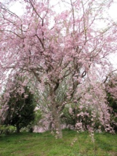 20120415　幸田　しだれ桜３.jpg