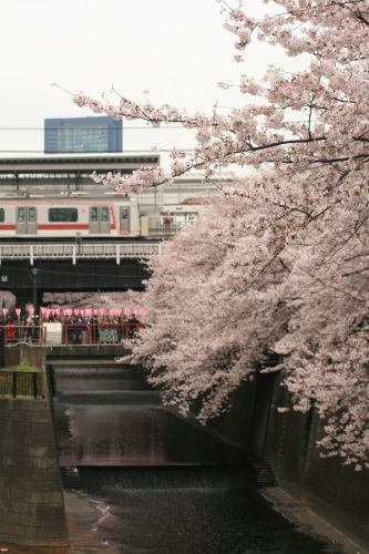 Tokyu 5050 Series and cherry blossoms from Horai Bridge on Meguro Liver