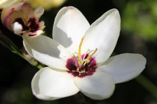 20150502 イキシア2.jpg