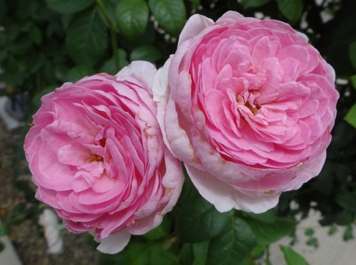 DSC00802.jpg
