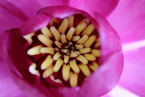 20160514 スイレン3.jpg