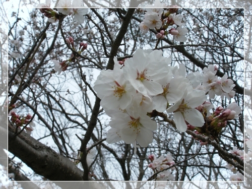 DSCF5029.JPG