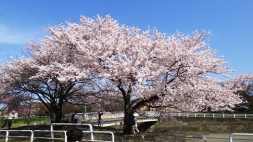 サクラ4.JPG