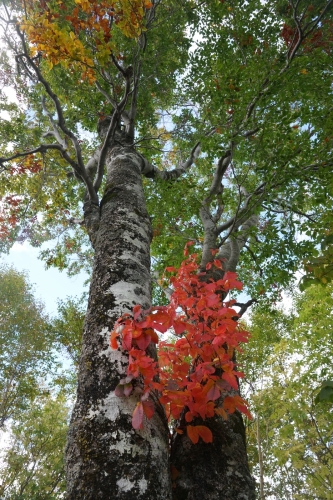 白樺と赤紅葉奥志賀 (933x1400).jpg