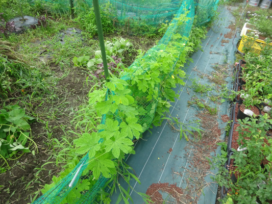 No 1552 ゴーヤの収穫 Aさんちの沼津わくわく野菜奮闘記 楽天ブログ