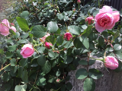 2016-05-05 12.27.57.jpg