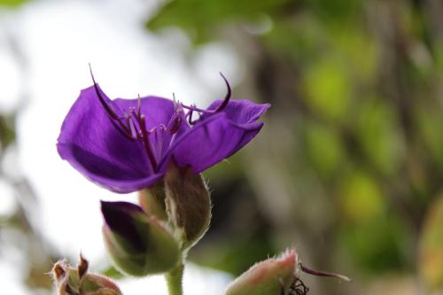 20170115 シコンノボタン 2.jpg