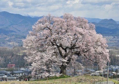 わに塚の桜２.jpg
