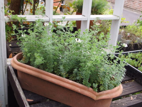 2015-06-16 13.40.56.jpg