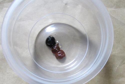 WOLY ファッションレザークリーム(ミディアムブラウン・ブラック).jpg