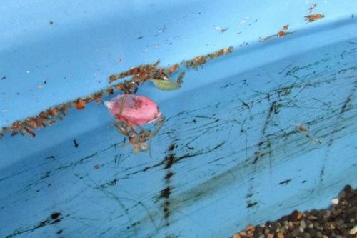 20160417 プラ舟・ゴミ.jpg