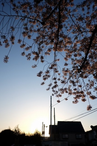 CHERRY BLOSSOMS and SUNRISE 14.Apr.2017 INARI-2.jpg