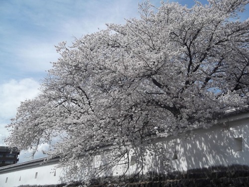 桜（舞鶴城公園）２.jpg