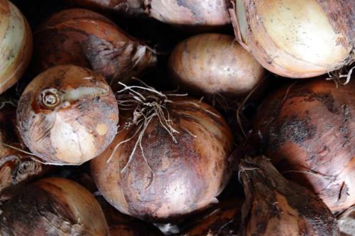 20160618 タマネギ.jpg