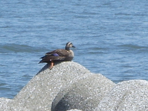 20150606_若洲海浜公園　テトラポットで休憩するカモ.jpg