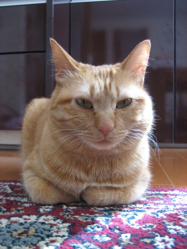 April 08, 2014(6).JPG