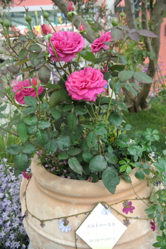 DSC_4006.JPG