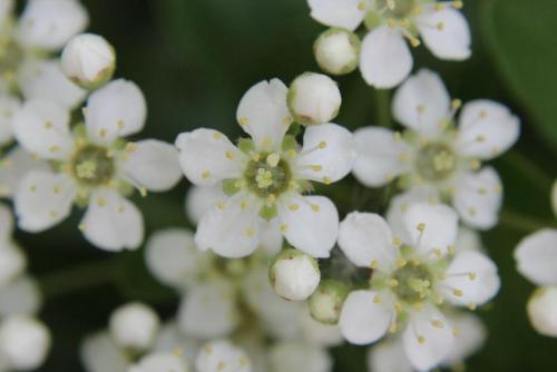 20160505 トキワサンザシ3.jpg