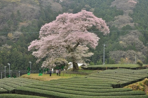 2016みずめ桜１.jpg