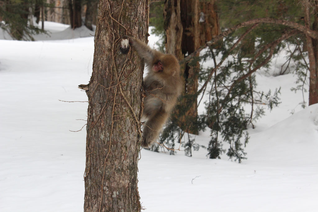 上高地のニホンザル