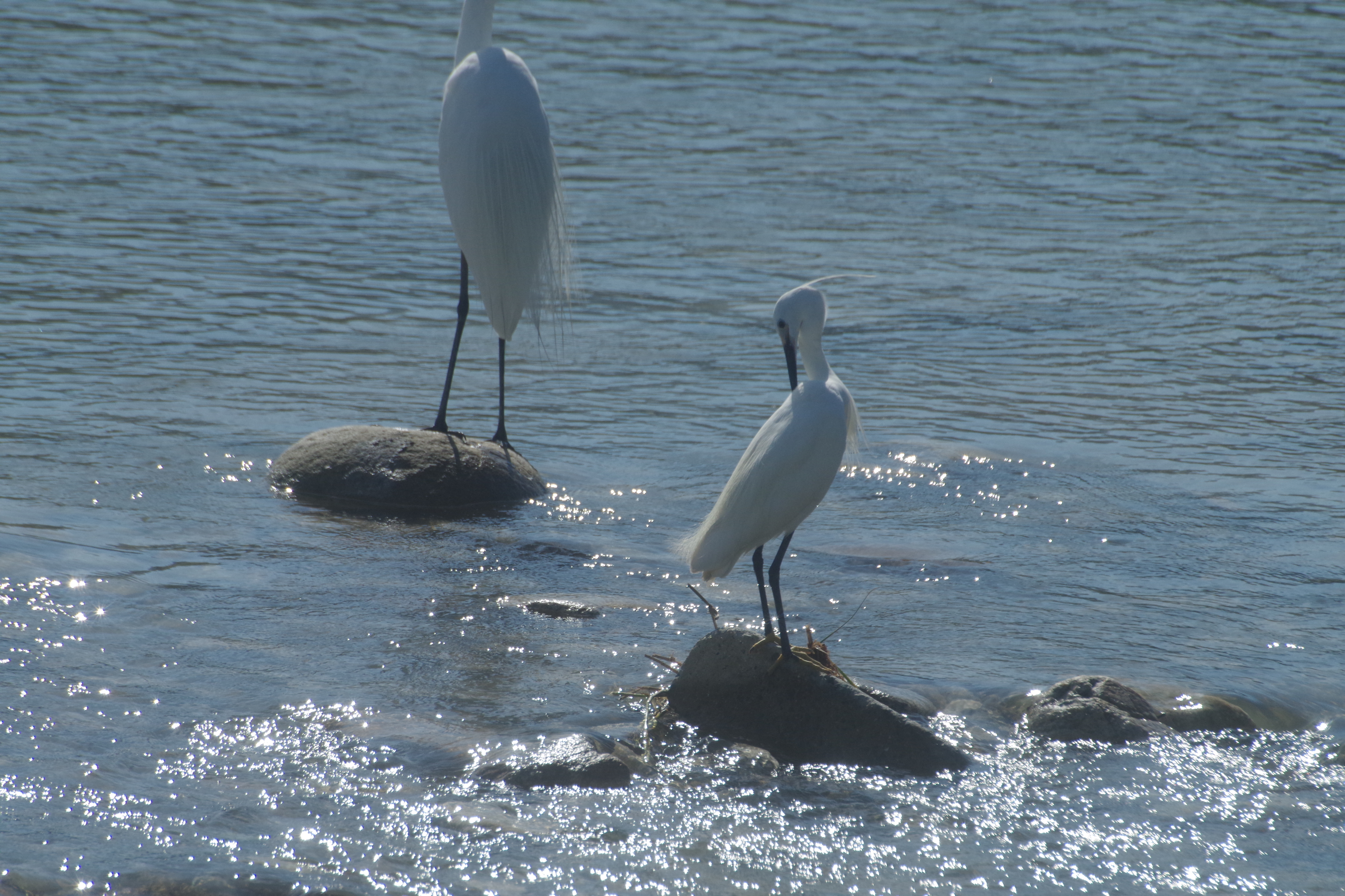 鳥の爪跡