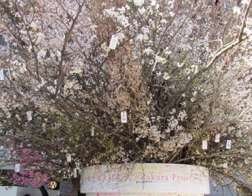 ルミネの桜4.JPG