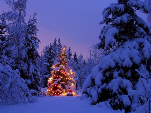 クリスマスツリー（雪）２.jpg