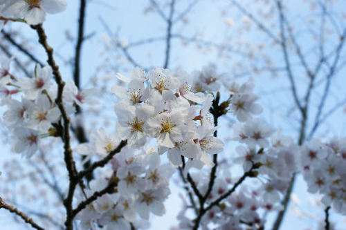 2012年桜.JPG