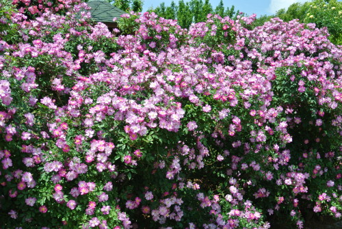 DSC_4243.JPG