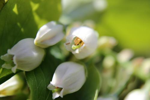 20160416 ブルーベリー6.jpg