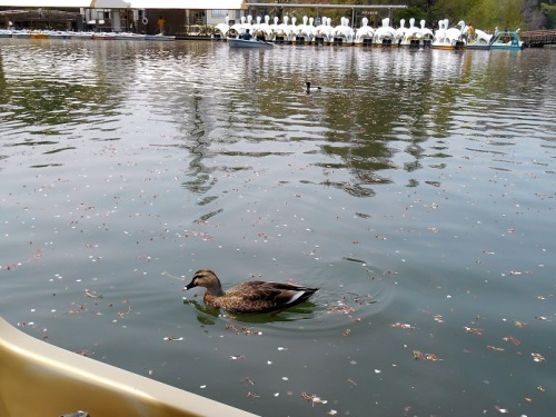 井の頭公園のカモ