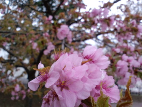 米沢の桜