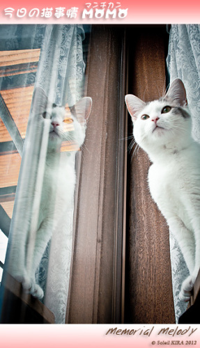 猫 ネコ マンチカンももちゃん今日の猫事情 munchkin_momo120521.jpg