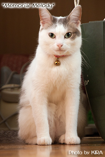 足長マンチカン,猫,munchkin_momo140501.jpg
