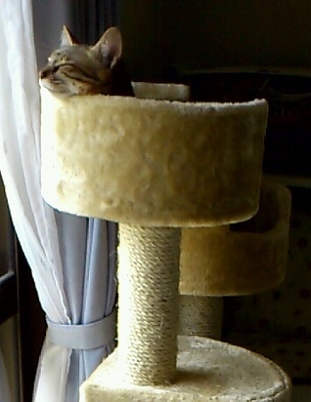 キャットタワー1.jpg