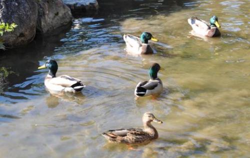 pict-高台寺 11.jpg