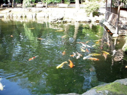 靖国神社の錦鯉