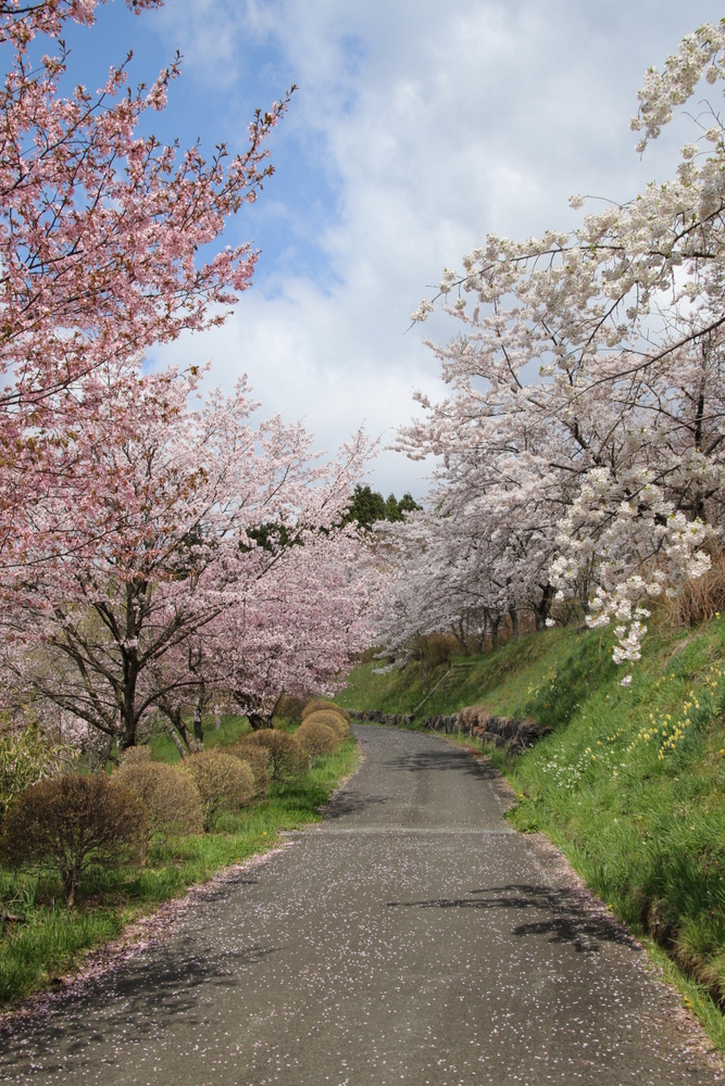 県南 平泉町 平安時代の桜を復活 西行桜の森 イーハトーブログ 楽天ブログ