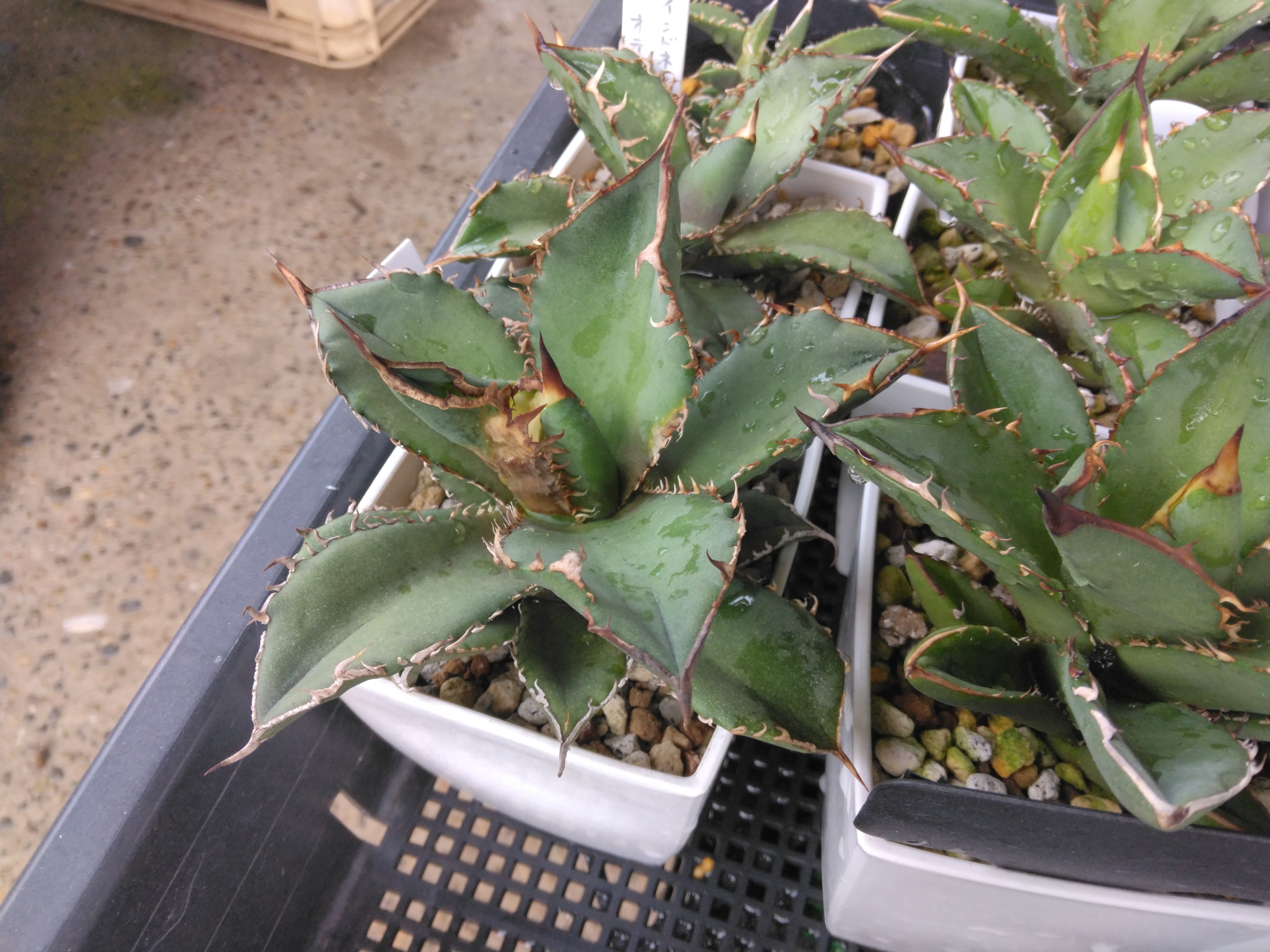 アガベ】葉焼けやってしまった、、、 | YOSS🌱GARÐEN - 楽天ブログ アガベ】葉焼けやってしまった、、、 | YOSS🌱GARÐEN - 楽天ブログ