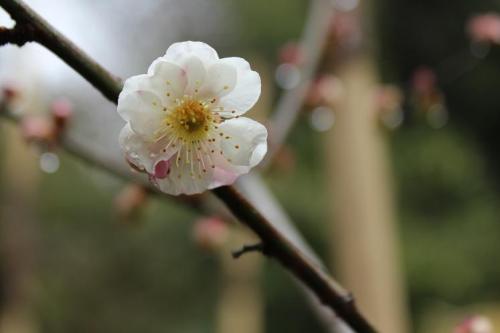 20150308 梅8.jpg