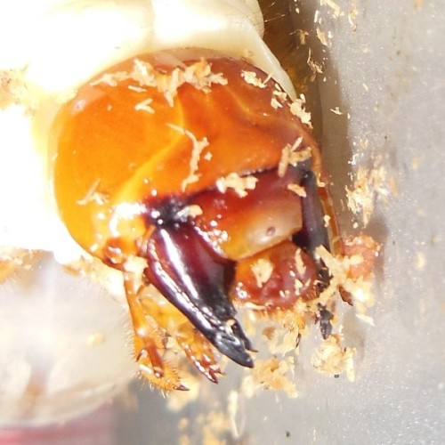 hB4cδ-09-09 (2).JPG