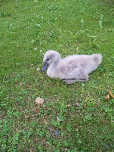 白鳥のひな