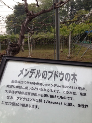 写真(13).JPG