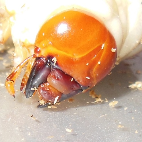 hB4Cα-97-37 (2).JPG