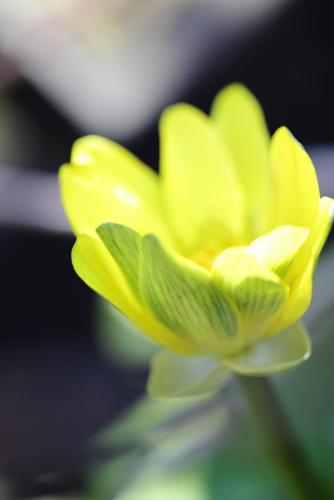 20170219 ヒメリュウキンカ 8.jpg